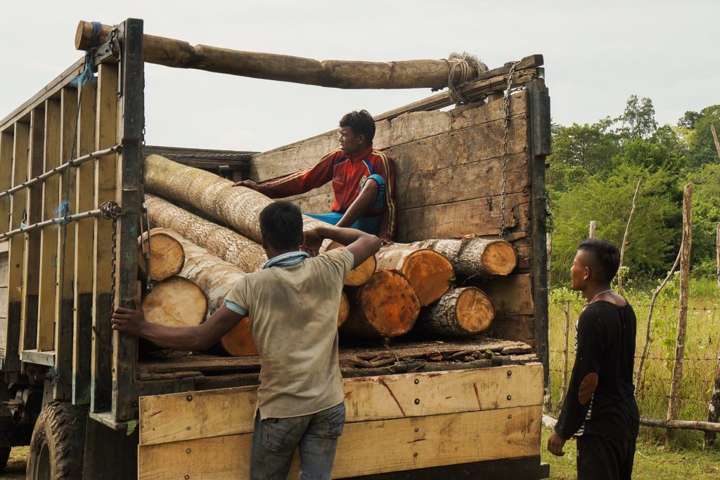 Importing timber products – Australia’s illegal logging laws